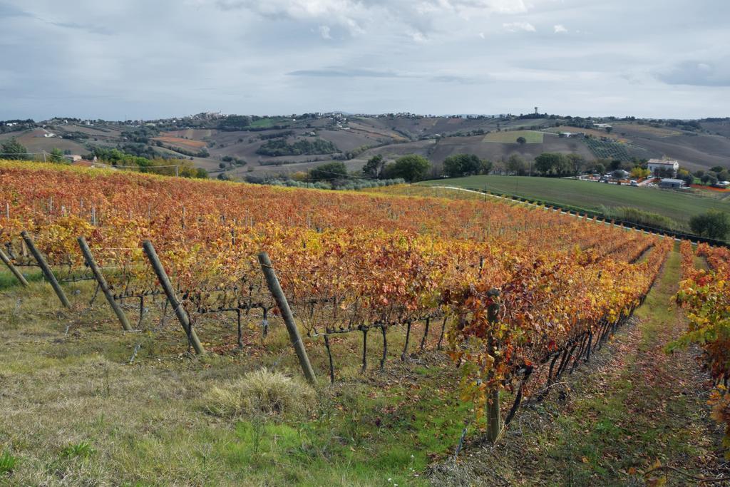 Agriturismo Al Rifugio Divino Belvedere Ostrense Ngoại thất bức ảnh